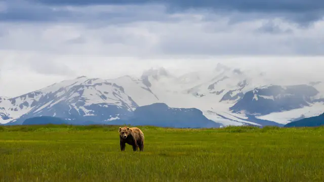 Alaskan Trail Runner Attacked by Bear — image accompanying Canadian Running's report
