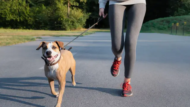 IAMS and Strava Launch Marathon Challenge for Dog Owners in September — image accompanying Marathon Handbook's report