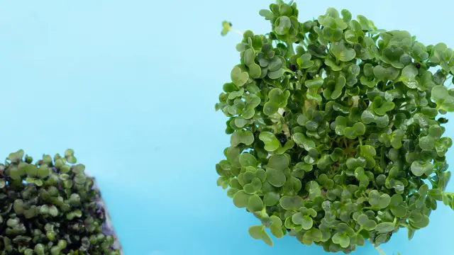 Kale Sprouts and Lactate: What Runners Need to Know — image accompanying Marathon Handbook's report