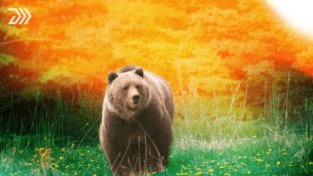 Runner Injured in Anchorage Bear Attack, Third This Summer — image accompanying Marathon Handbook's report